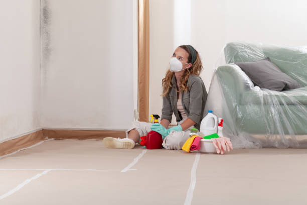 Reliable Mold Cleanup contractor in Wheaton, IL by Cheap Mold Removal