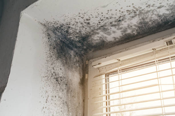 Affordable Mold Cleanup solutions in Wheaton, IL